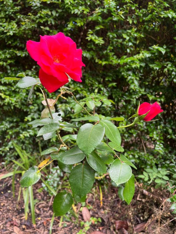 Rosa Do Canto Monte  Exterior photo